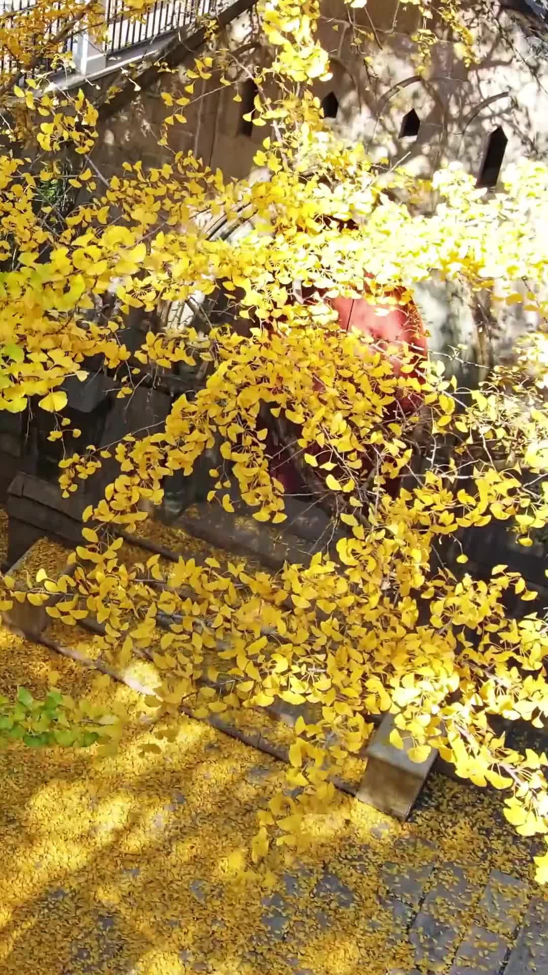 Istriku Adalah Pengacara Perceraianku EP.1