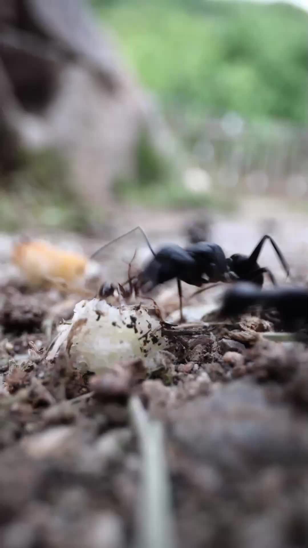 Antsy to Kill EP.2