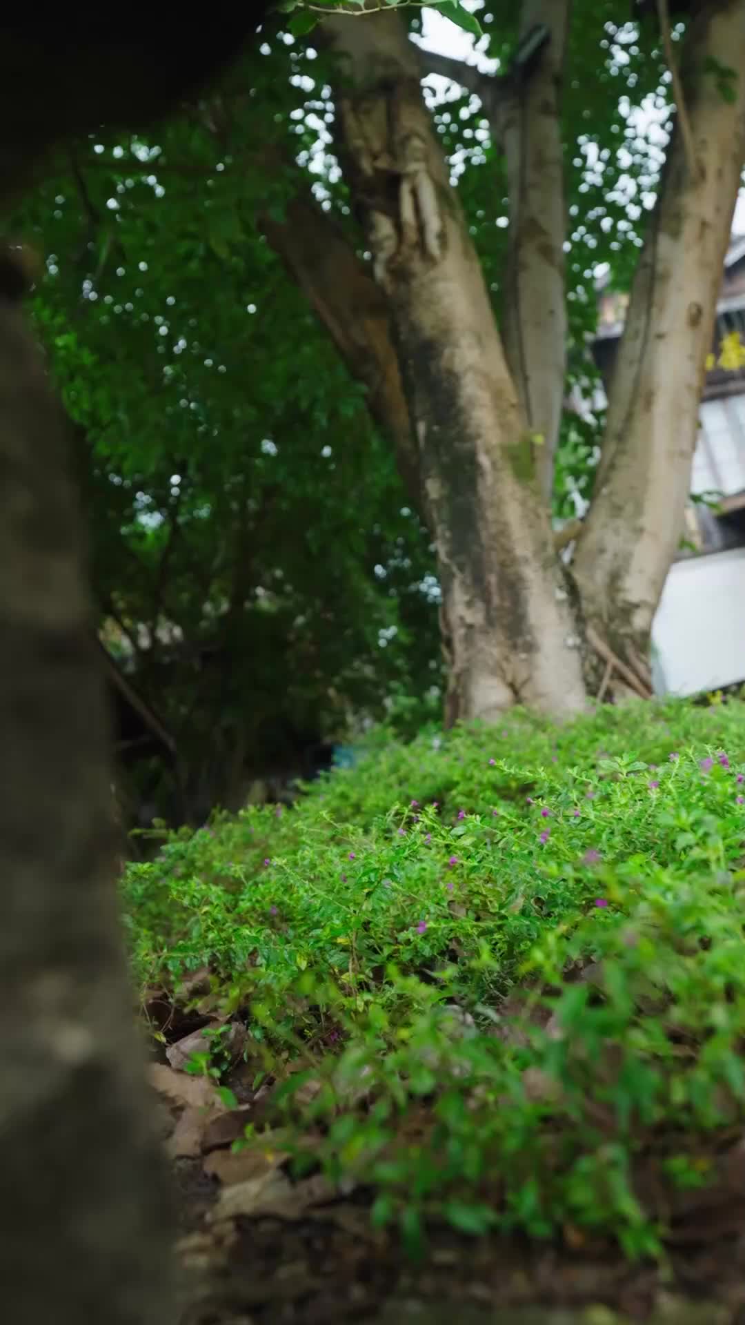 Bunga Mekar Berdua EP.3