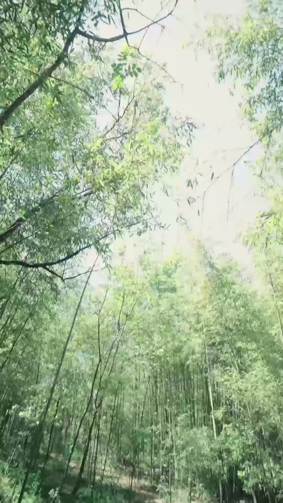 团宠小奶包，我是全皇朝最靓的崽 EP.6