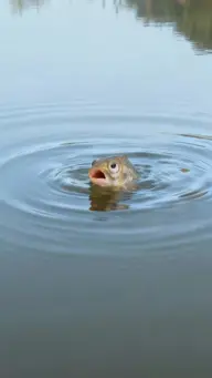 重生成魚氣哭釣魚佬 EP.3