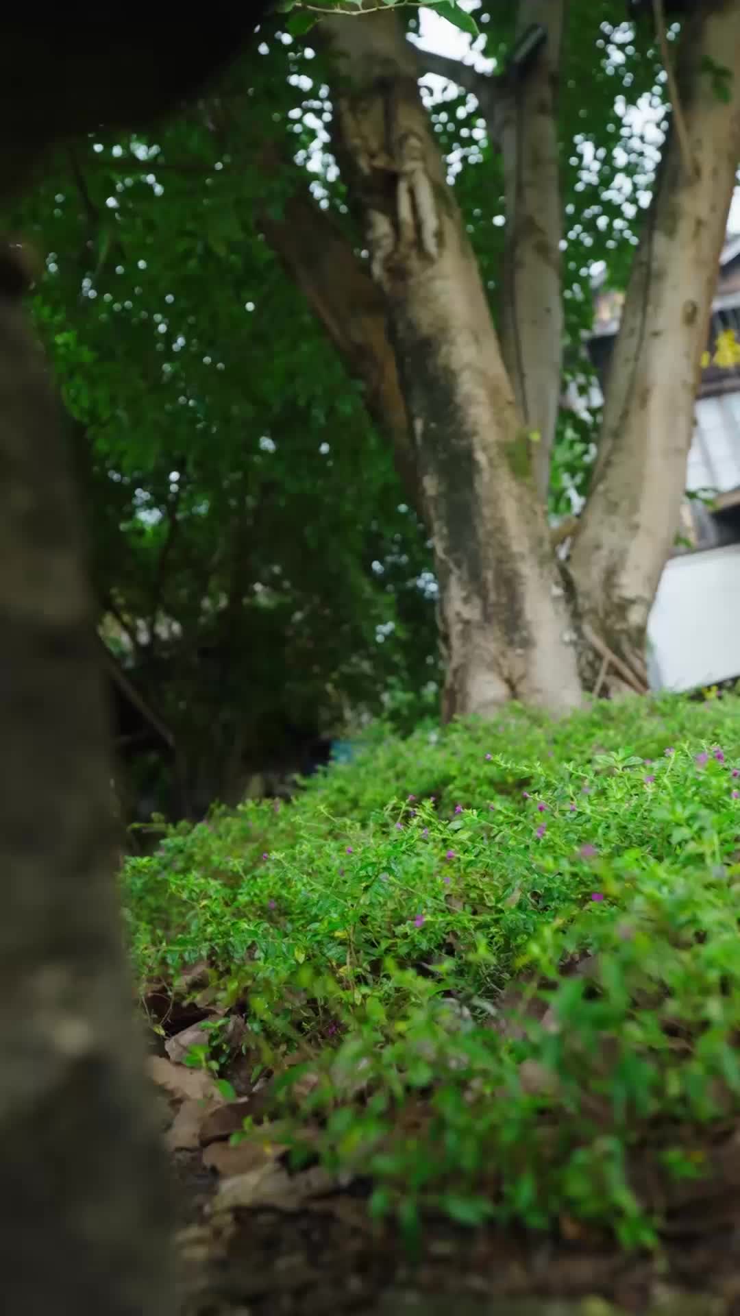 花开并蒂 EP.3