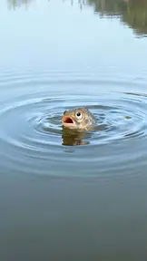 Fish Out of Death EP.3