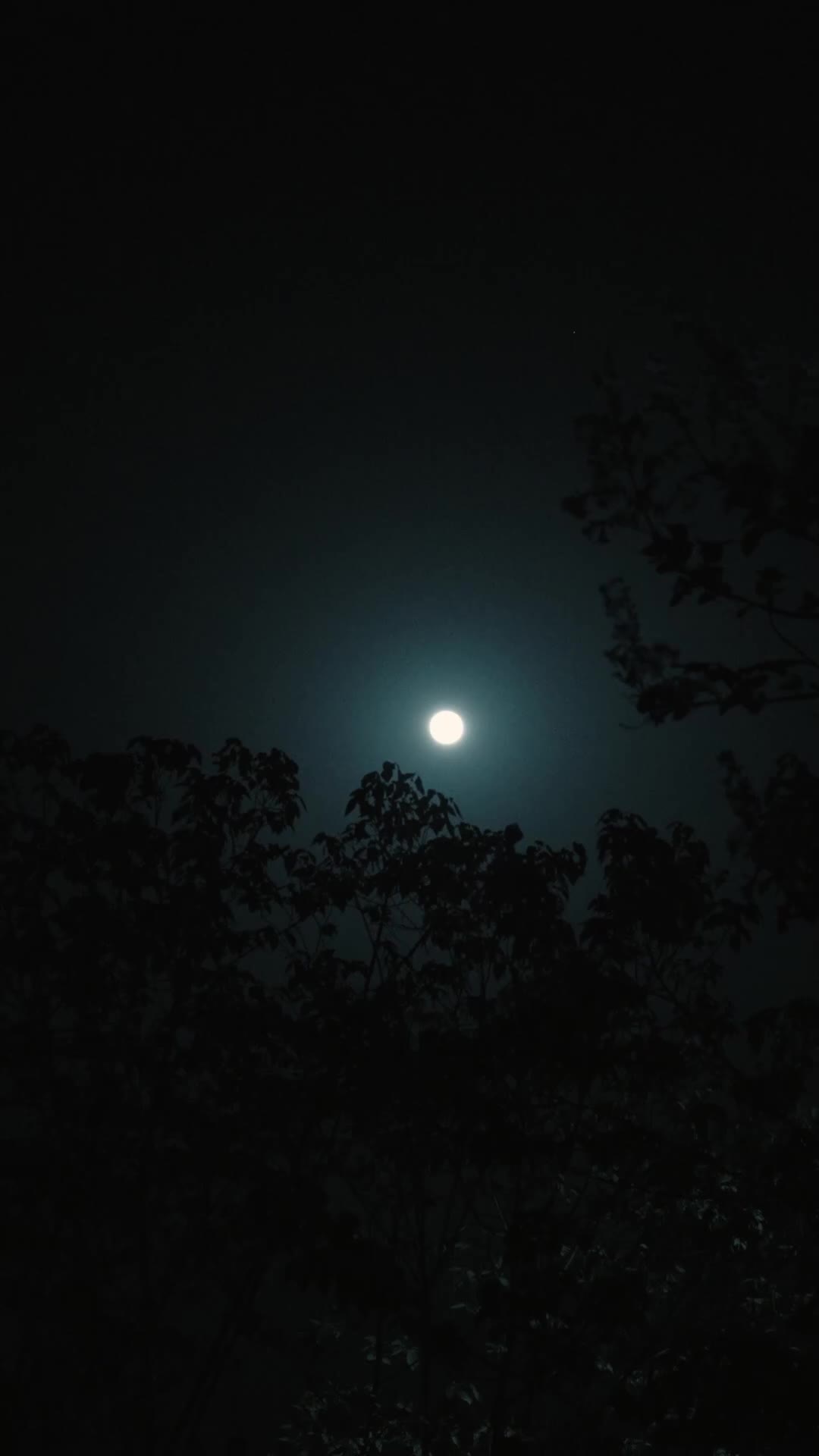 團寵小奶包，我是全皇朝最靚的幼崽 EP.7