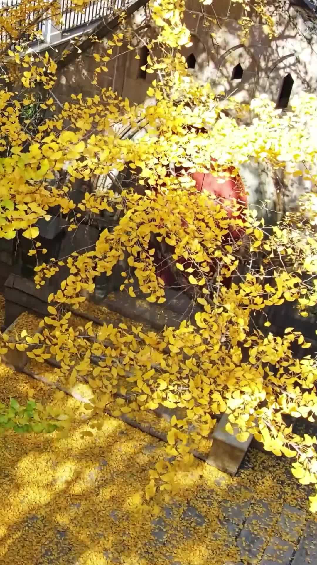 Abogada de mi Propio Divorcio EP.1