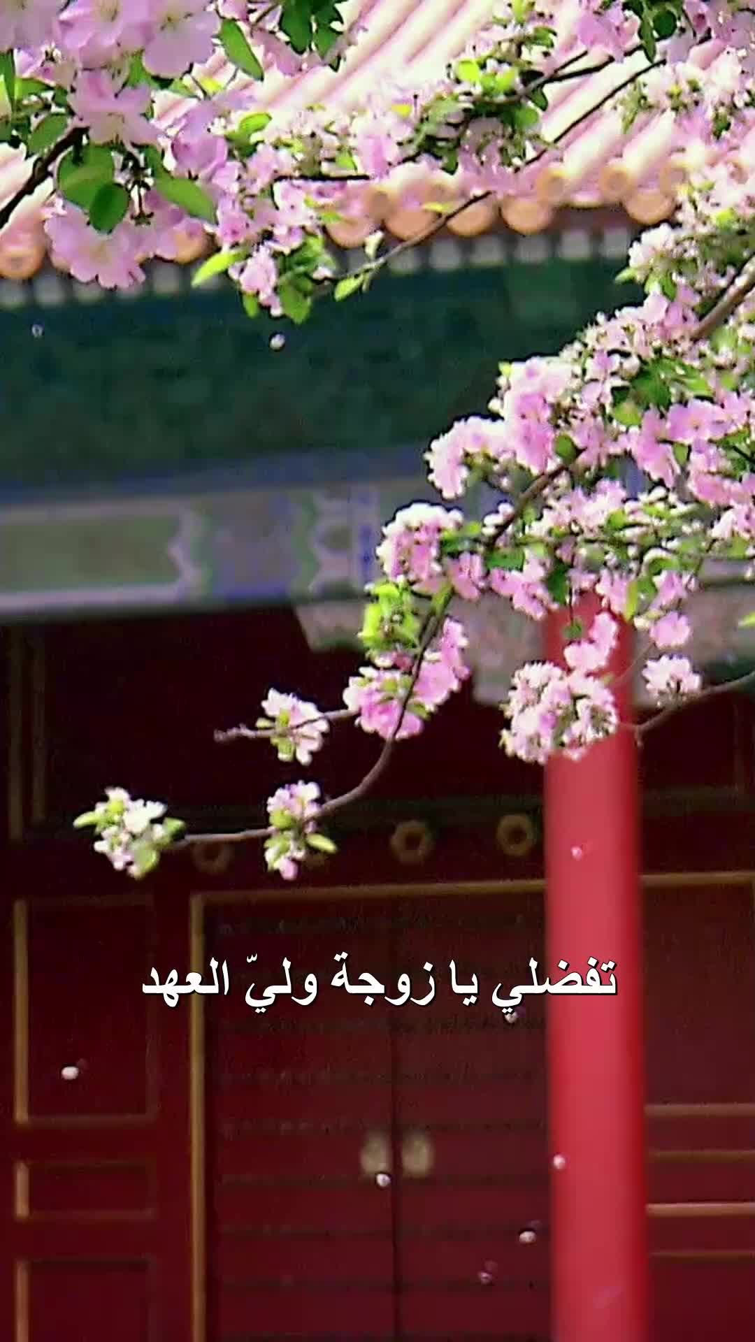 تبادل العرائس EP.10