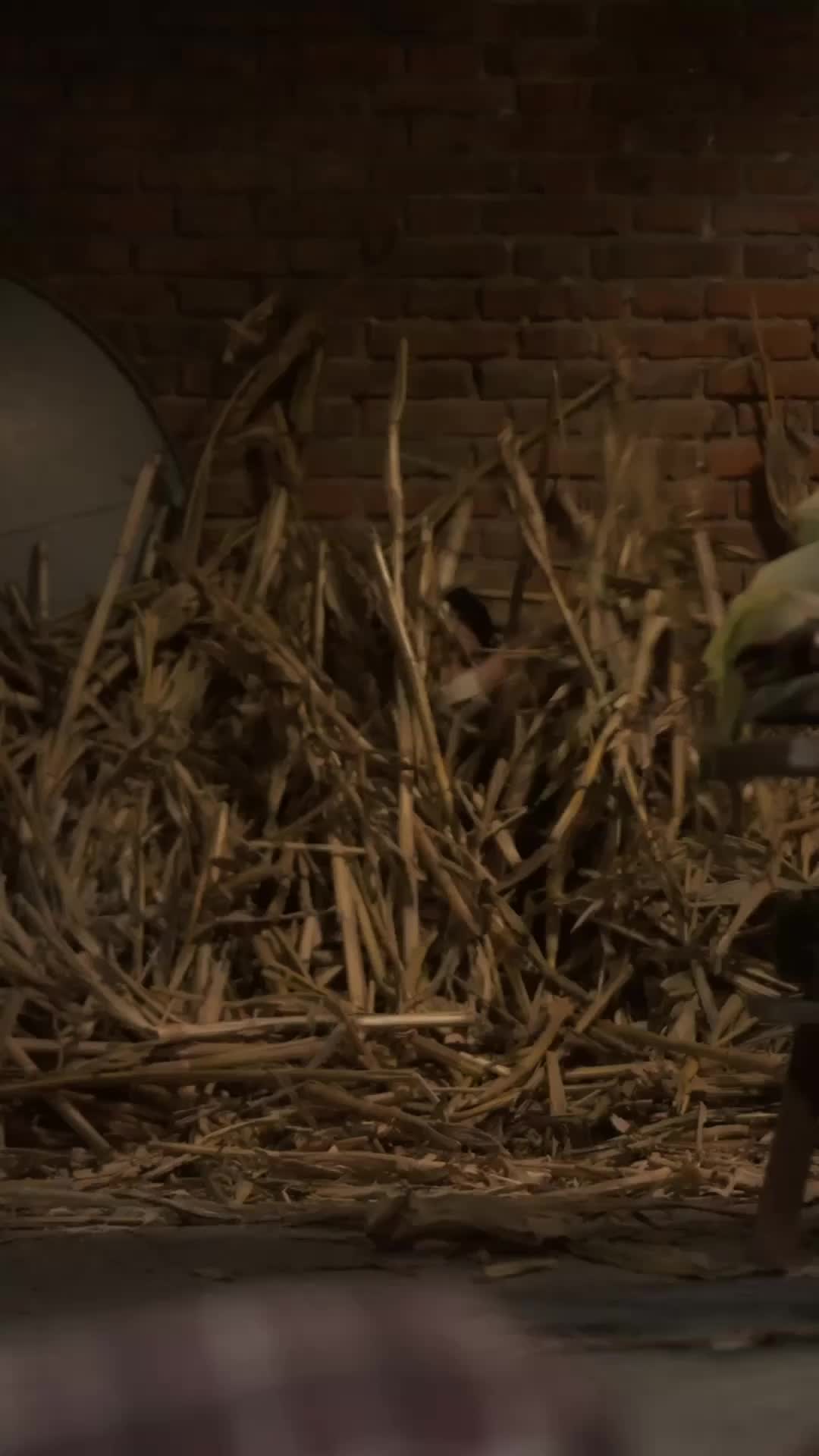 她的最后证词 EP.4