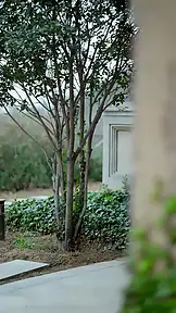 العهد الغادر EP.9