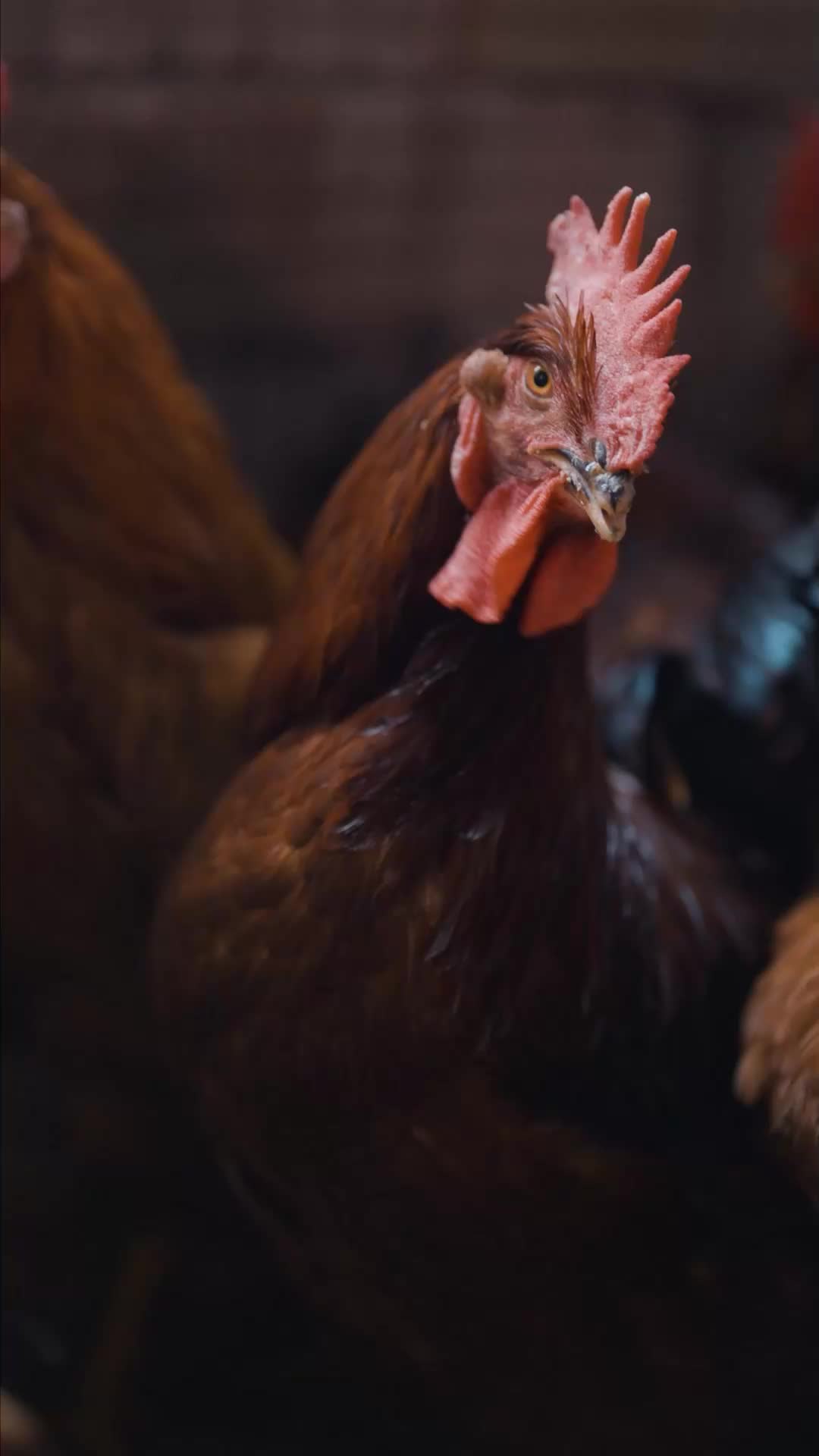 ศึกแค้น ตระกูลเดือด EP.5