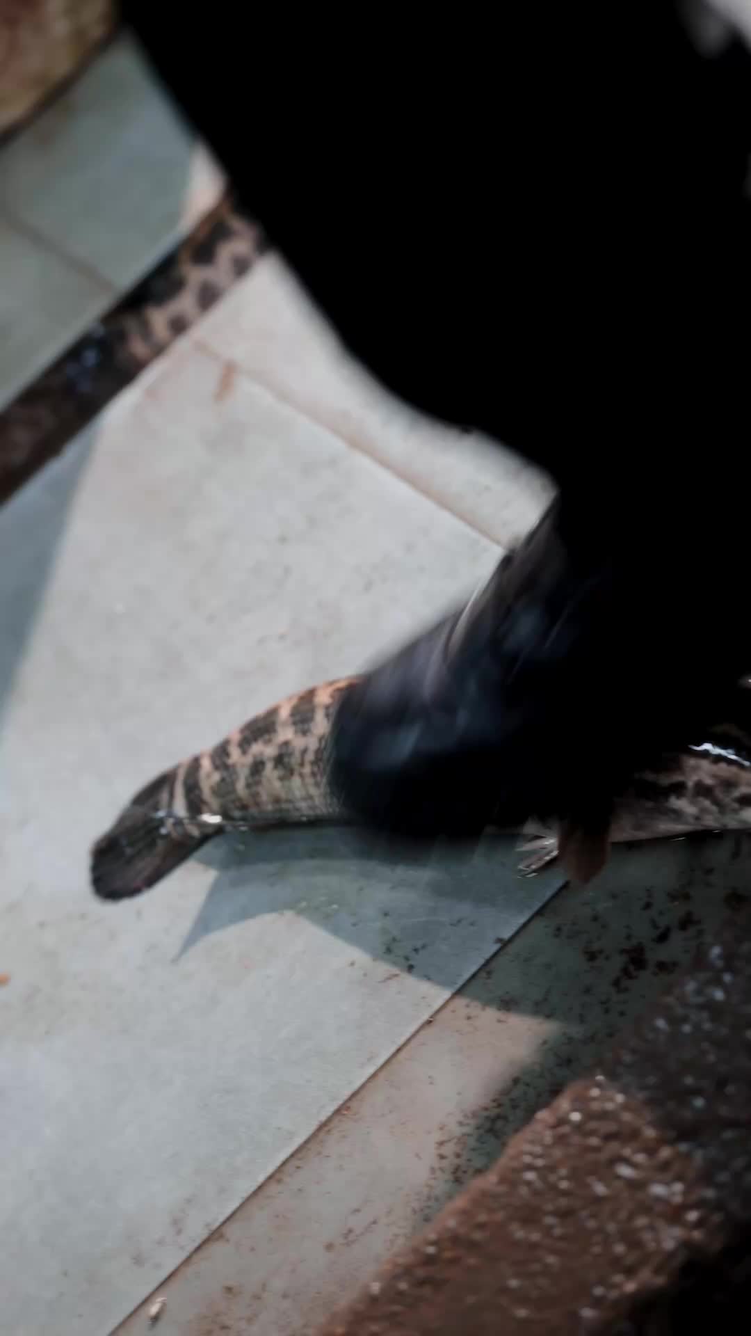 黑千金只對你野 EP.2