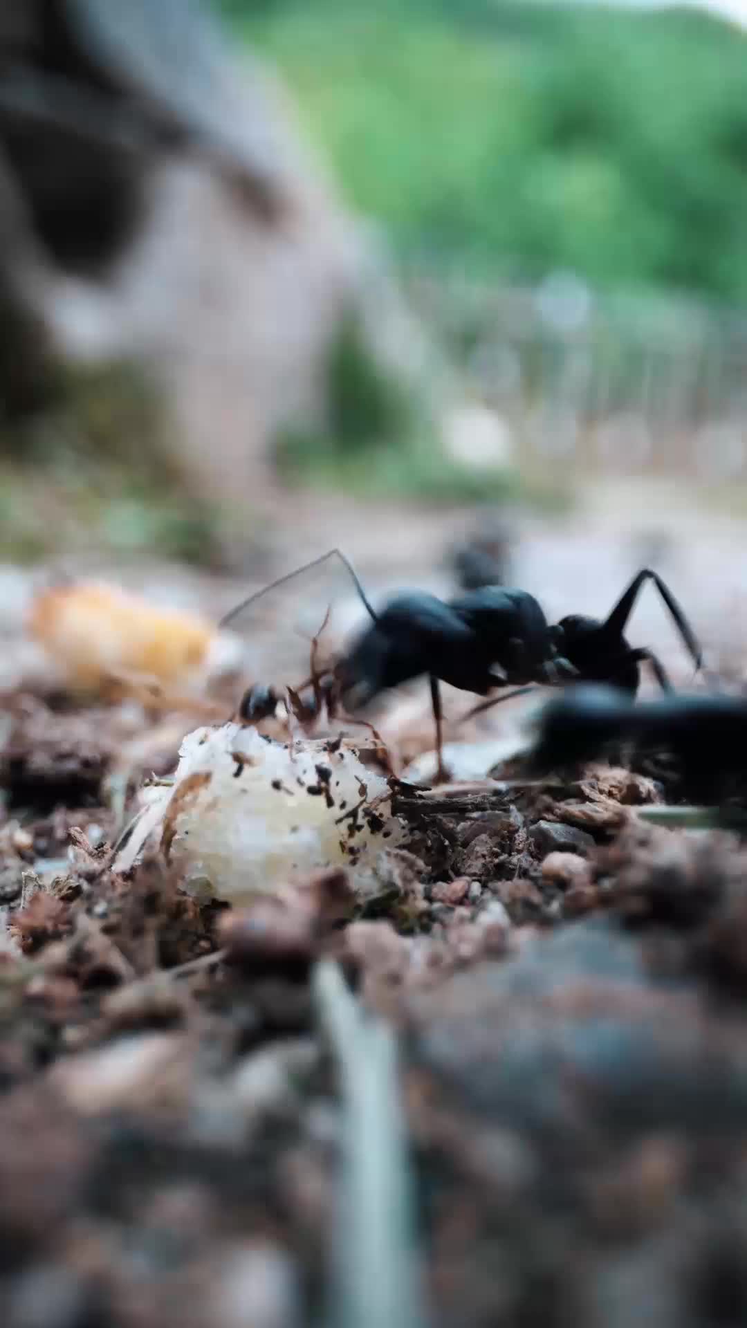 食人蚁猎杀 EP.2