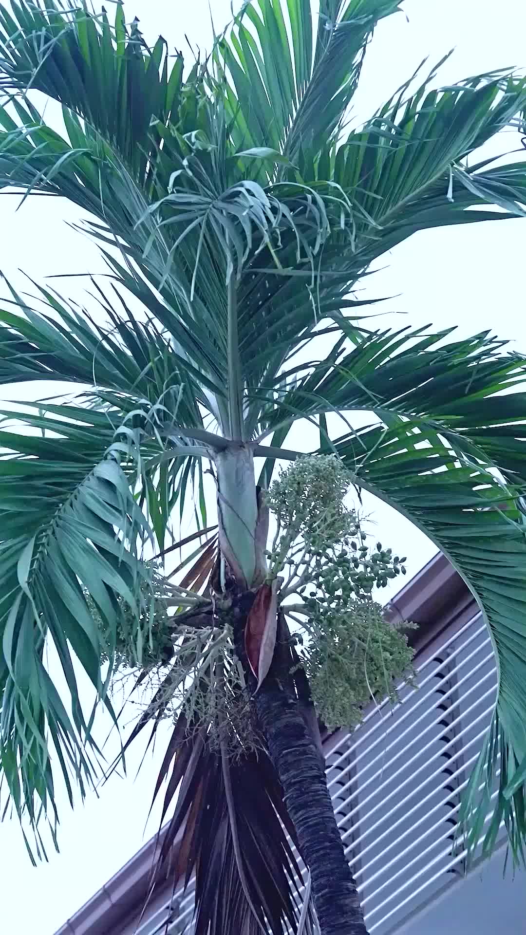 ตอนที่ 64