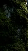Capítulo 17