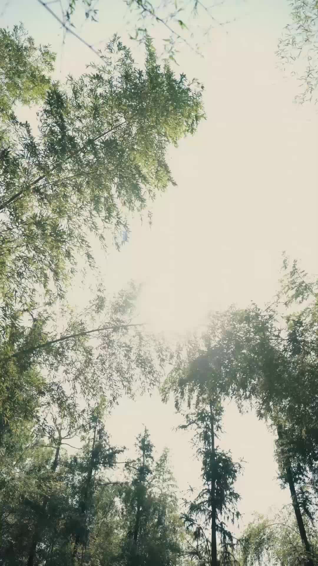 团宠小奶包，我是全皇朝最靓的崽 EP.3