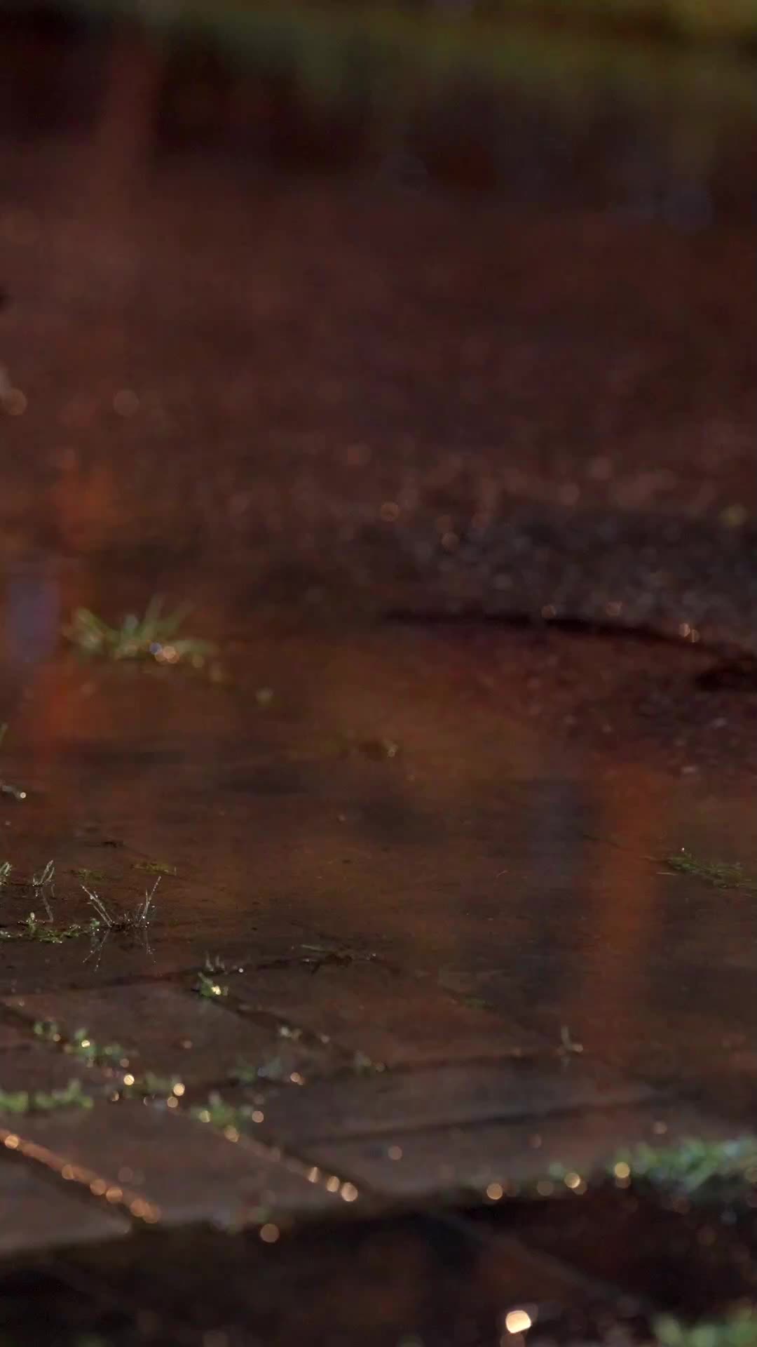 Il Mio Cucciolo di Mostro EP.1