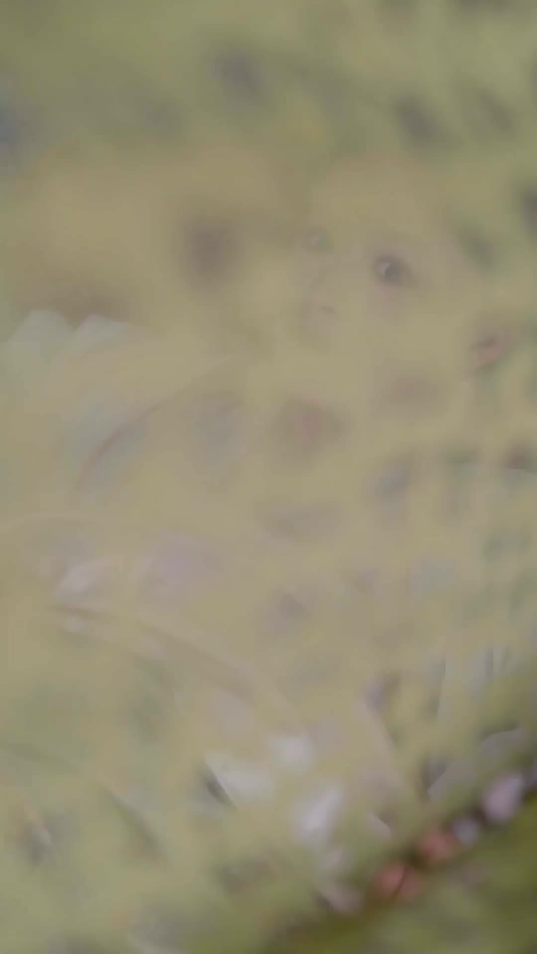 第38集