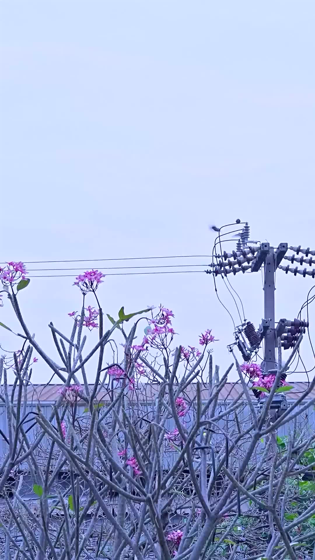 ตอนที่ 66