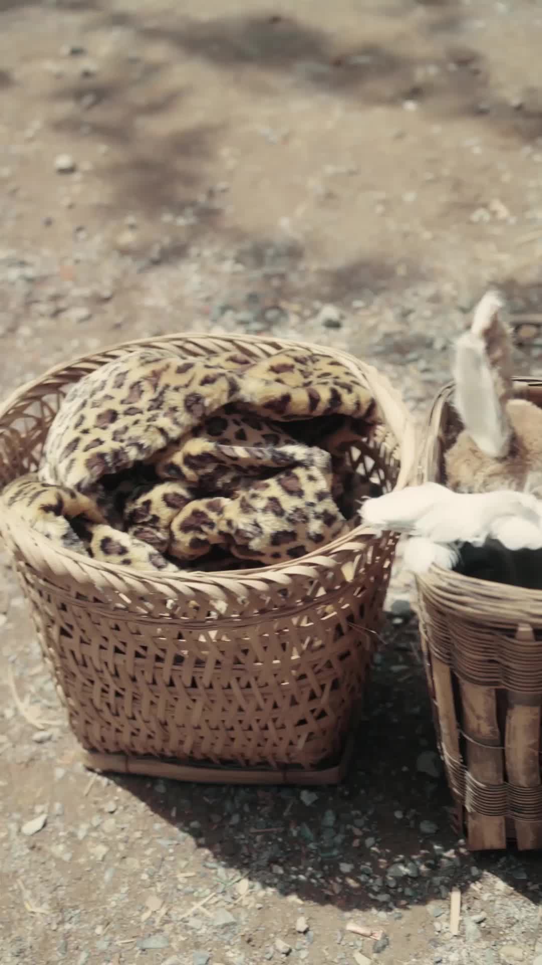 团宠小奶包，我是全皇朝最靓的崽 EP.2