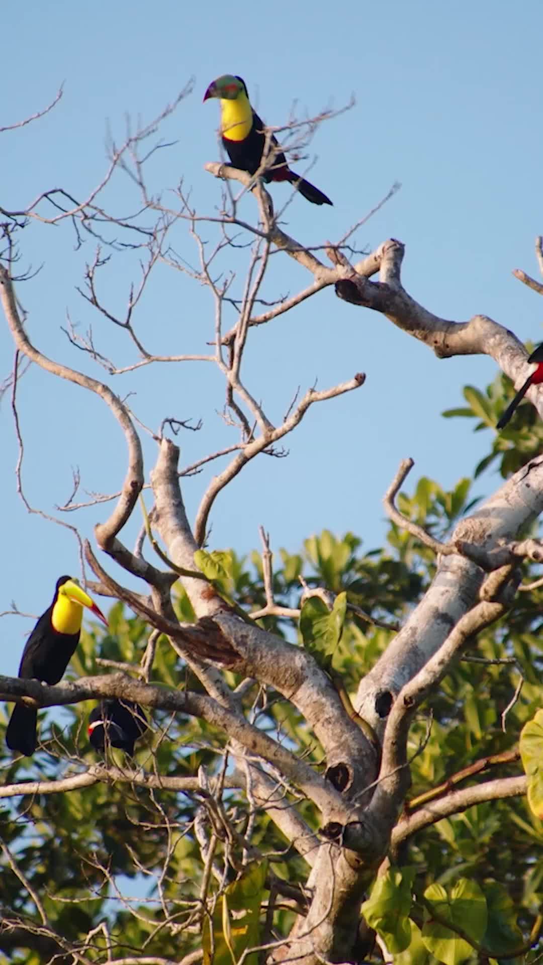 Từ Tiểu Thư Thất Lạc Đến Điện Hạ Hoàng Gia EP.1