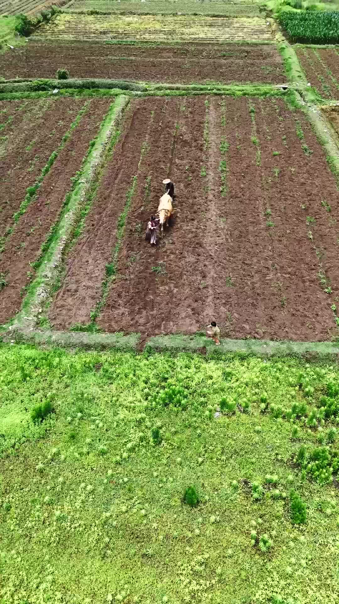 犬父定乾坤之武神归来 EP.1