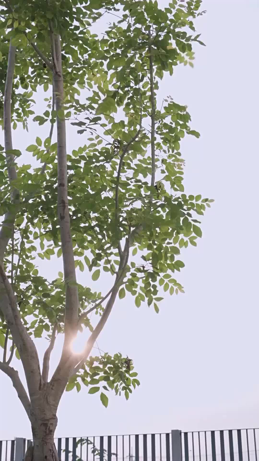 ตอนที่ 79