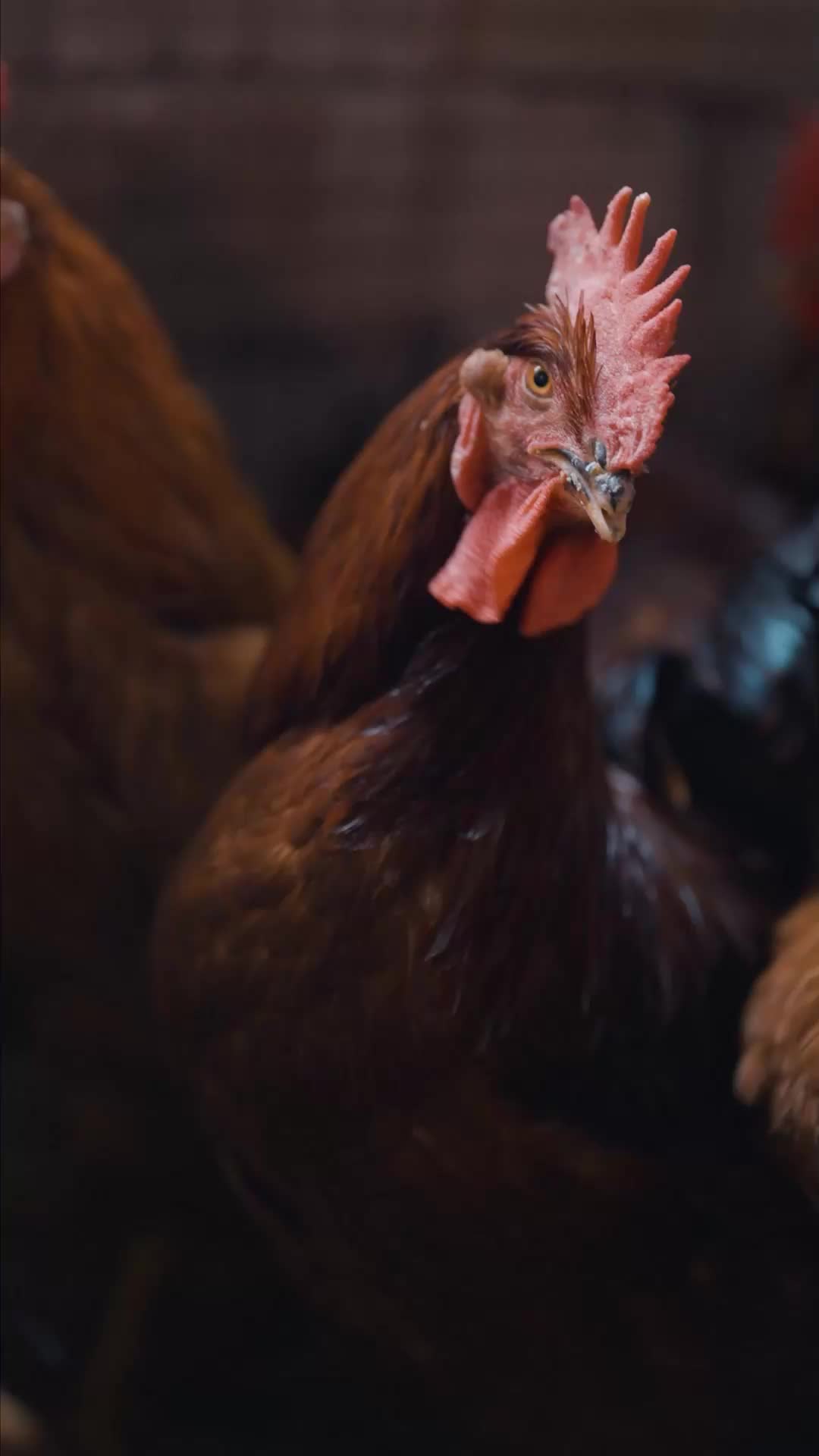 فرصة ثانية EP.5