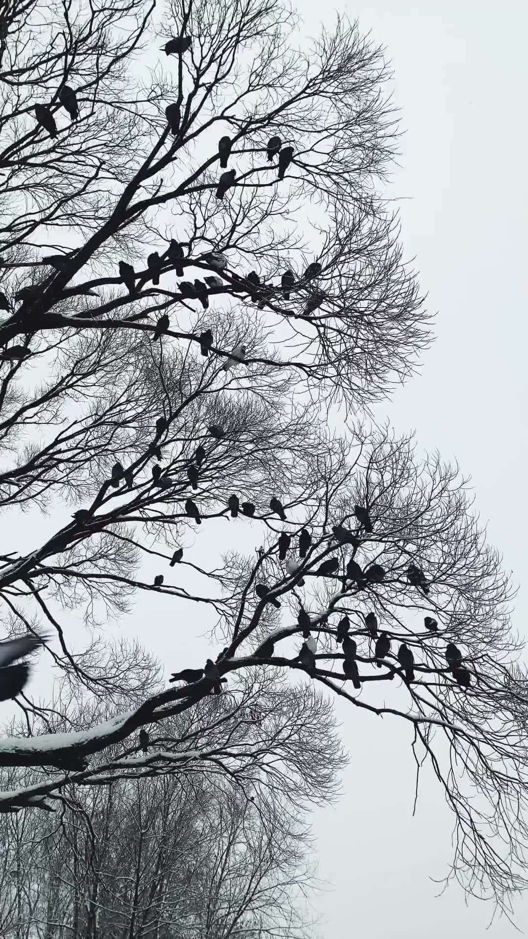 Com Uma Condição EP.1