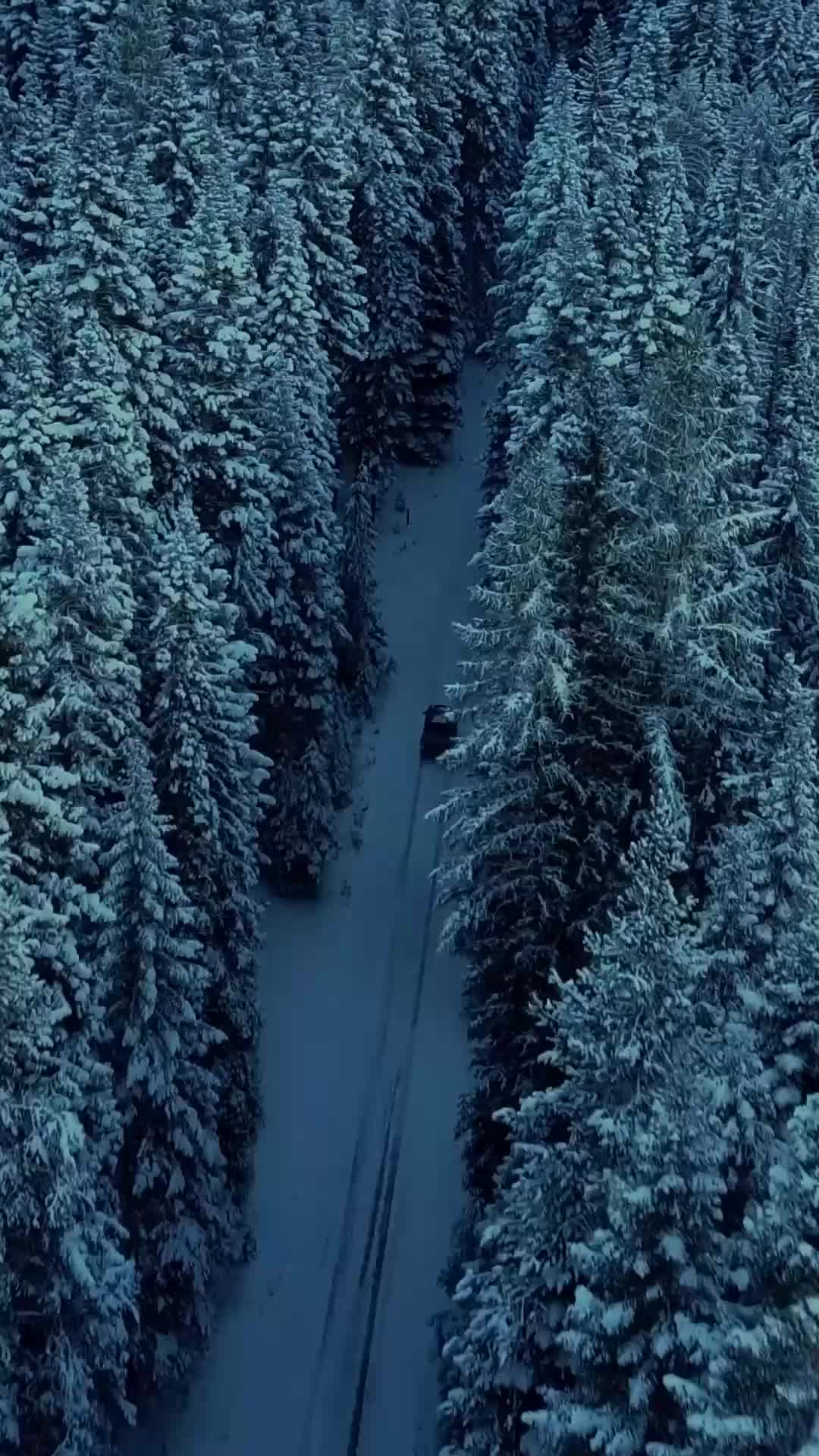 The Winter Veil