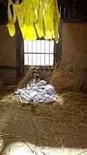 53회